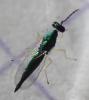 Sympiesis dolichogaster